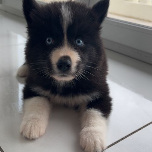 Pomsky chiots #3