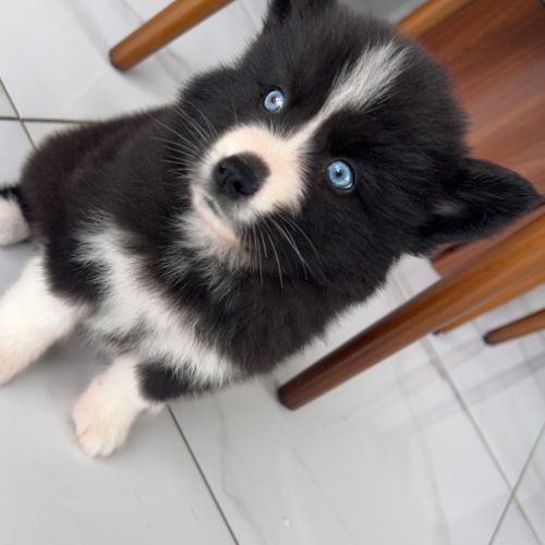 Pomsky chiots