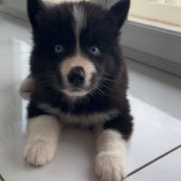 Pomsky chiots #3