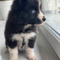 Pomsky chiots #4