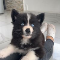 Pomsky chiots #6