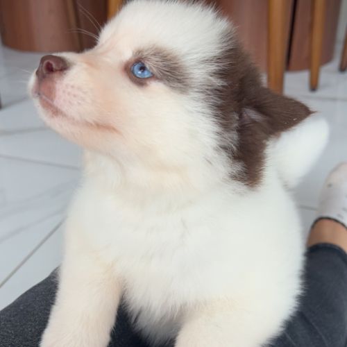 Pomsky chiot #2