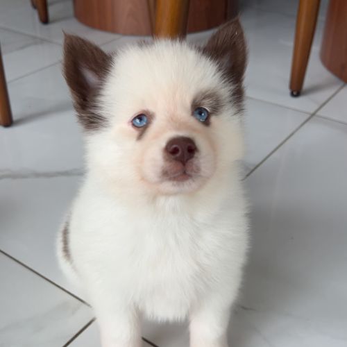 Pomsky chiot #3