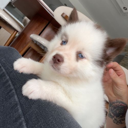 Pomsky chiot #5