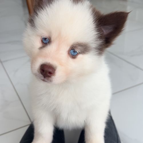 Pomsky chiot #6
