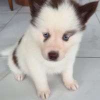 Pomsky chiot