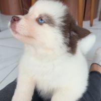 Pomsky chiot #2