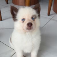 Pomsky chiot #3