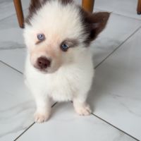 Pomsky chiot #4