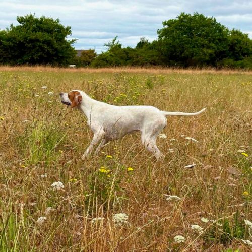 Femelle pointer débourrée à vendre 14 mois