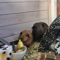 Cochons d’inde mâles cherchent famille