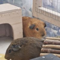 Cochons d’inde mâles cherchent famille #2