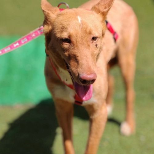 Berto 3 ans, adorable podenco #1
