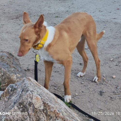 Berto 3 ans, adorable podenco #2