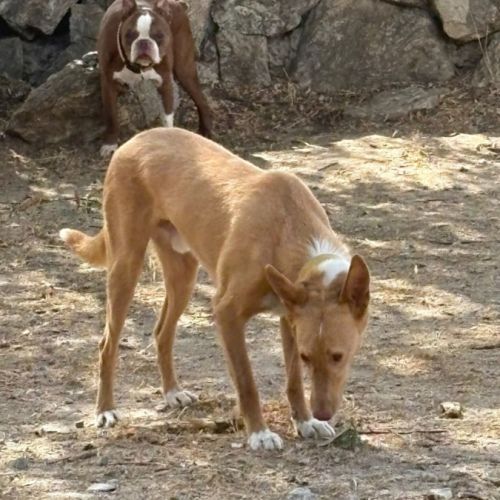 Berto 3 ans, adorable podenco #4