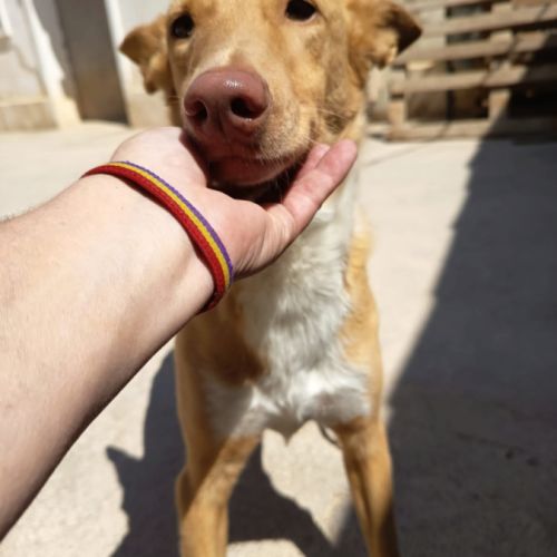 Berto 3 ans, adorable podenco #8