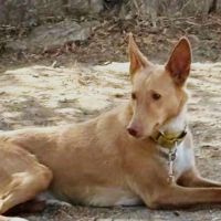 Berto 3 ans, adorable podenco