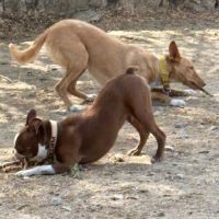 Berto 3 ans, adorable podenco #5