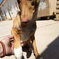 Berto 3 ans, adorable podenco #6