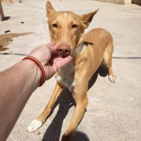 Berto 3 ans, adorable podenco #7