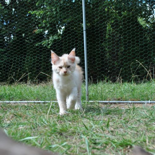 Chaton mainecoon non loof #1