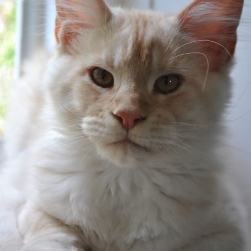 Chaton mainecoon non loof #0
