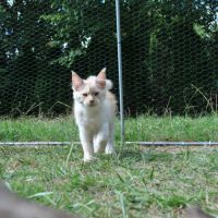 Chaton mainecoon non loof #1