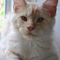 Chaton mainecoon non loof