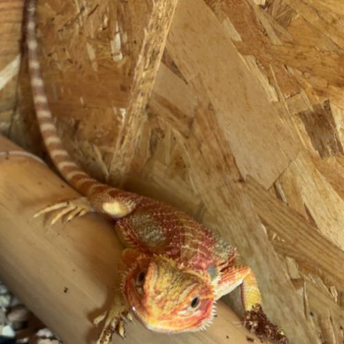 Femelle pogona red #2