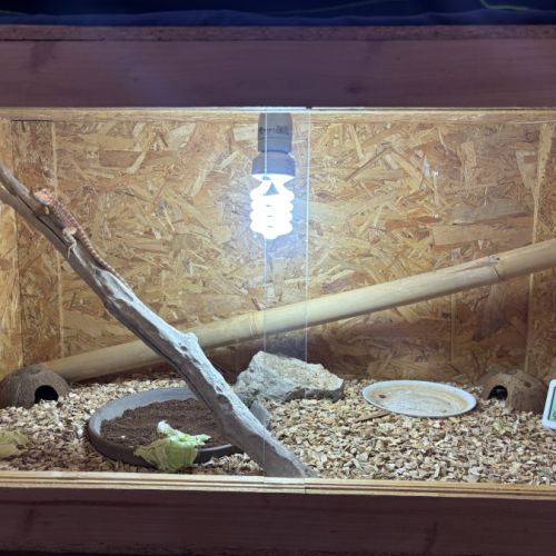 Femelle pogona red #4