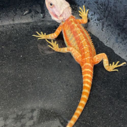 Femelle pogona red #6