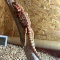 Femelle pogona red