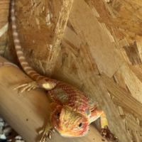 Femelle pogona red #2