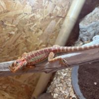 Femelle pogona red #3
