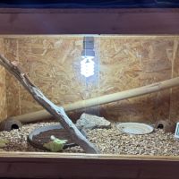 Femelle pogona red #4