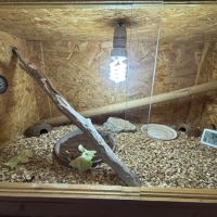 Femelle pogona red #5