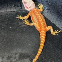 Femelle pogona red #6