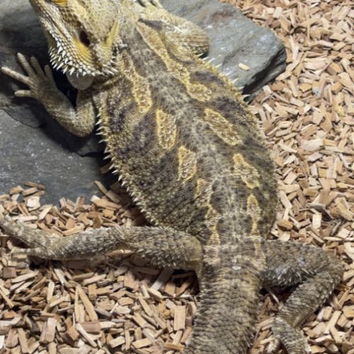 Pogona mâle adulte
