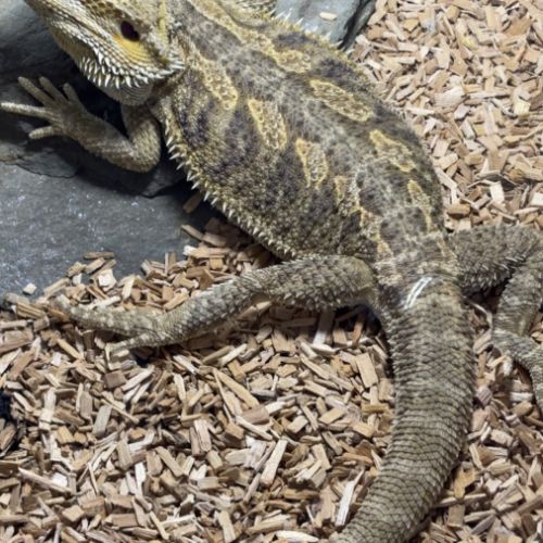 Pogona mâle adulte #2