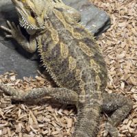 Pogona mâle adulte #0