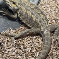 Pogona mâle adulte #2