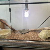 Pogona mâle adulte #3