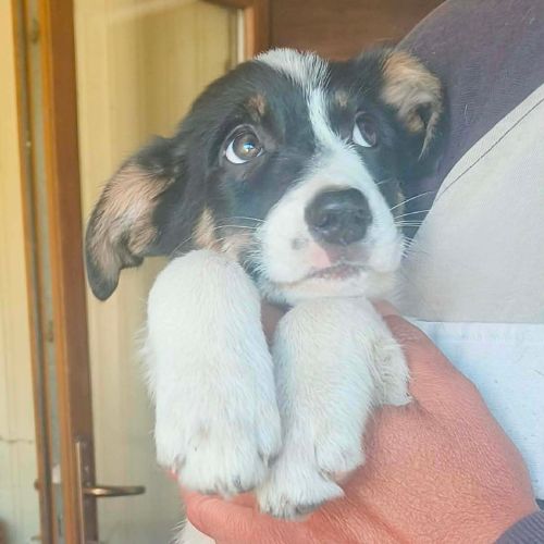 Arlechina joyeuse chiot de roumanie à l'adoption #2
