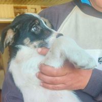 Arlechina joyeuse chiot de roumanie à l'adoption #1