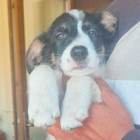 Arlechina joyeuse chiot de roumanie à l'adoption #0