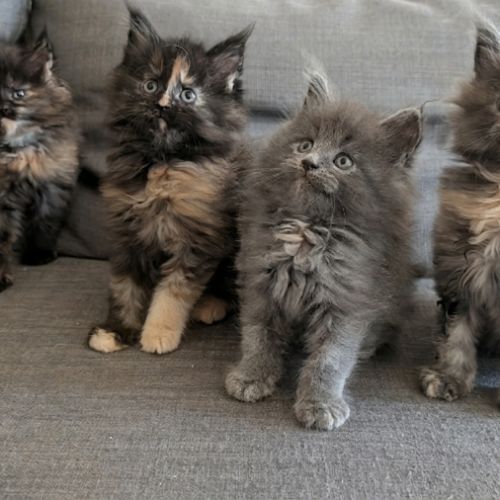 Avis de recherche : serviteurs pour mini-géant! #0