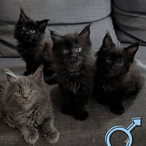 Avis de recherche : serviteurs pour mini-géant! #3