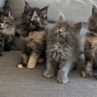 Avis de recherche : serviteurs pour mini-géant!
