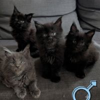 Avis de recherche : serviteurs pour mini-géant! #3