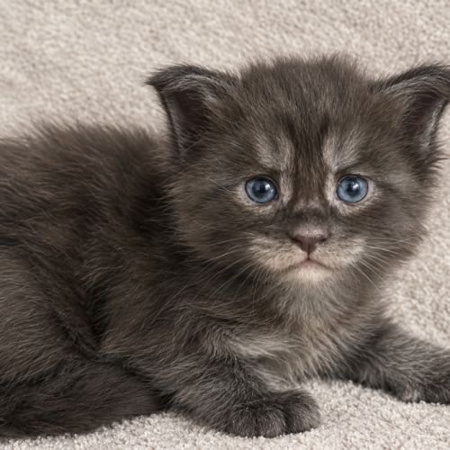 Chaton maine coon femelle loof